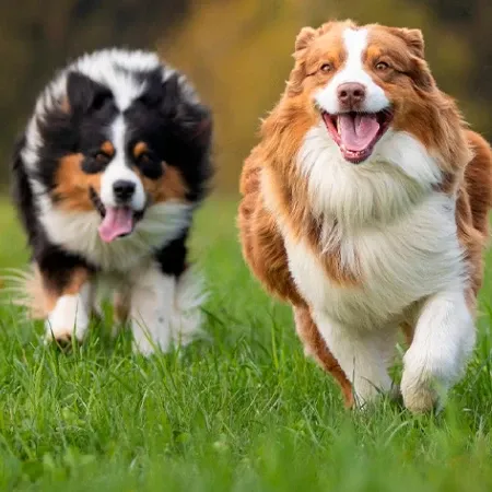 Imagen para la categoría COOLBARK